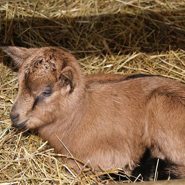 Atelier découverte : Les chevrettes et la magie du fromage