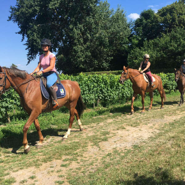 Les écuries du Vignoble