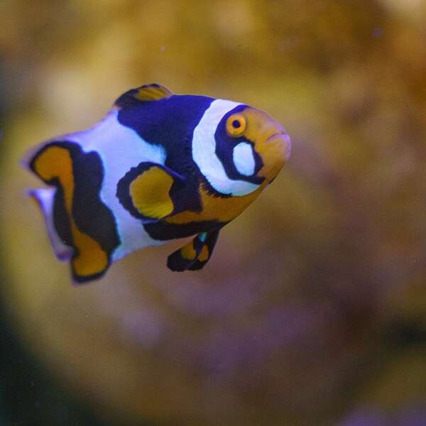Aquarium de Touraine