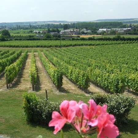 Entre bois de Juche-Pie et vignobles des Folies