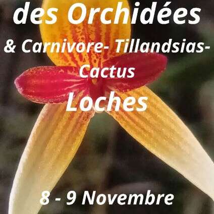 Salon de l'orchidée