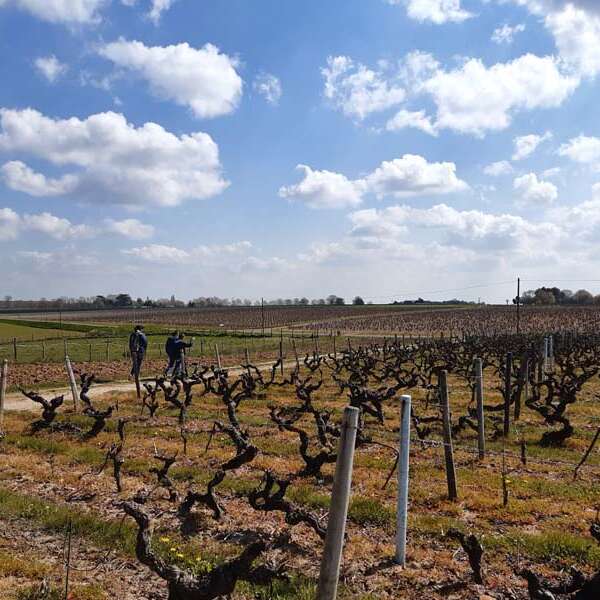 Sentier entre Loire et vignes