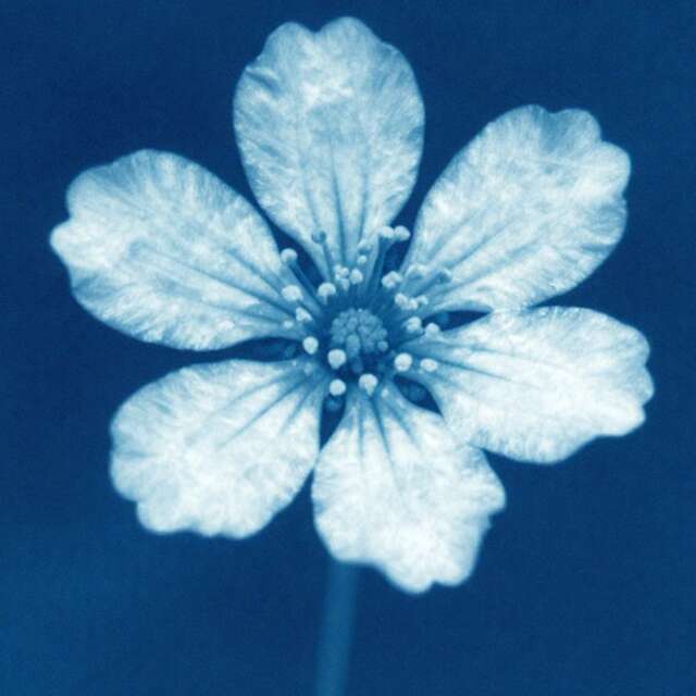 ATELIER JEUNE PUBLIC : ART FLORAL ET EMPREINTES VÉGÉTALES