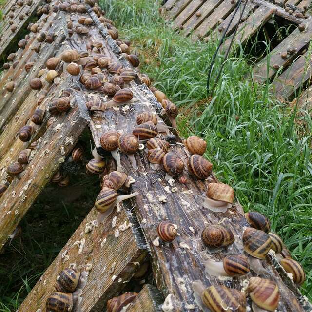 Ferme hélicicole "L'escargot de Vincent et Elise"