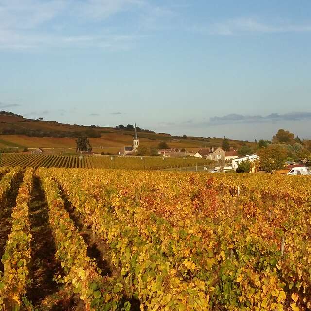 Domaine Bourgogne Moniot
