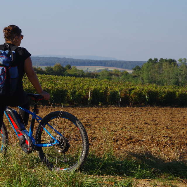 Boucle cyclable n°19 - des vieilles vignes