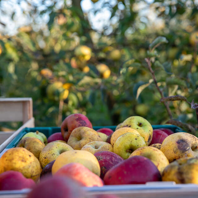 Le Verger Bio de Fouchécourt