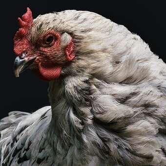 La ferme des alouettes
