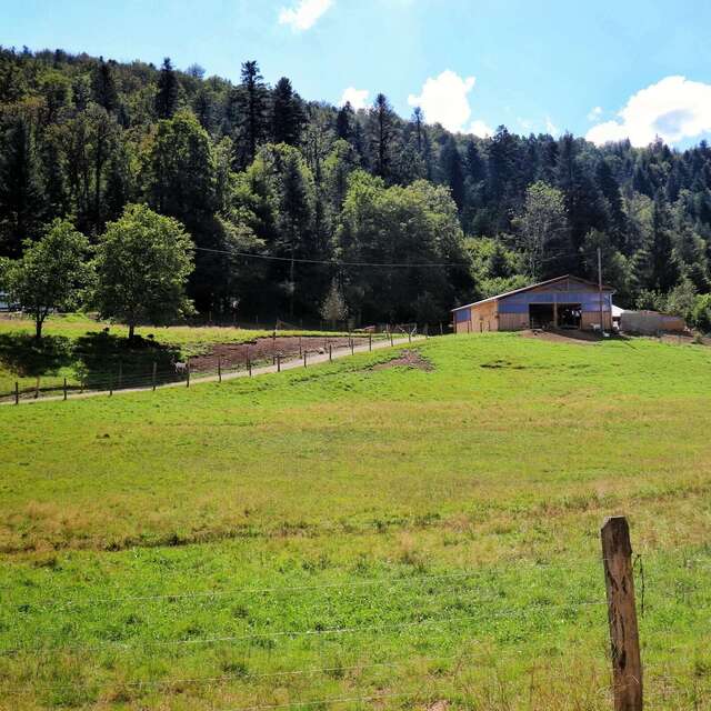 Chèvrerie des bois pâturés