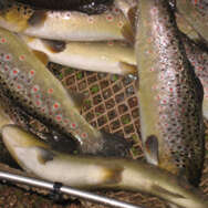 Pisciculture du breuchin