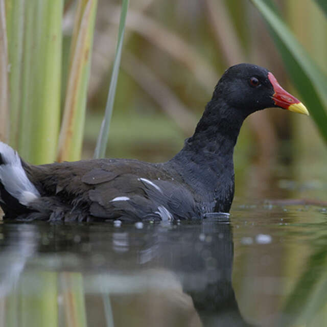Comptage des oiseaux d'eau hivernants à Champagney (70)