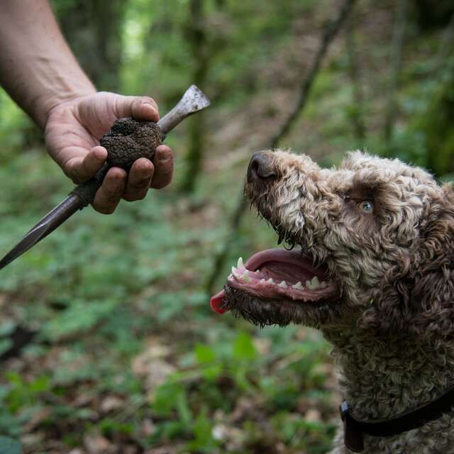 Démonstration de cavage et déjeuner chaud tout à la truffe By L'Or des Valois