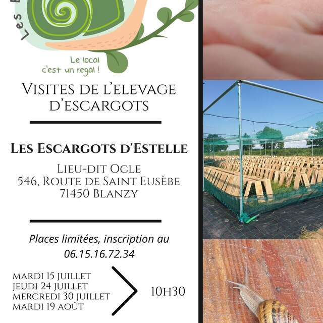 Visite de l'élevage d'escargots