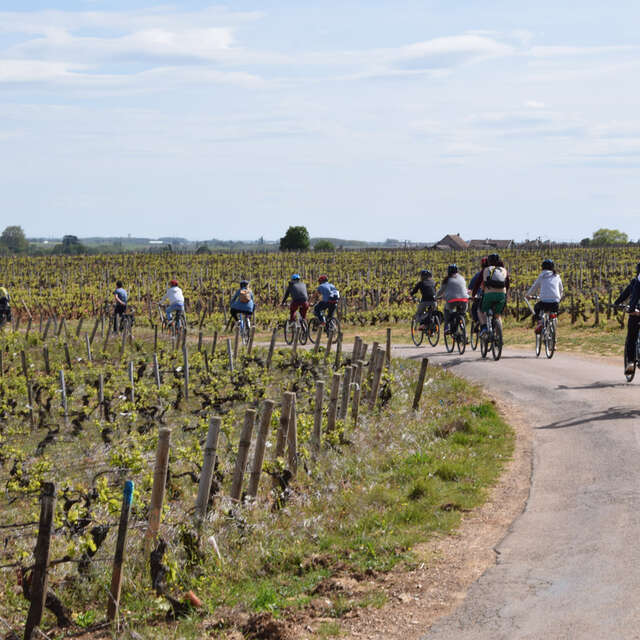 Velovitamine - Balade Oenologique à vélo "Côte de Nuits 1er Cru" Dijon à Gevrey-Chambertin