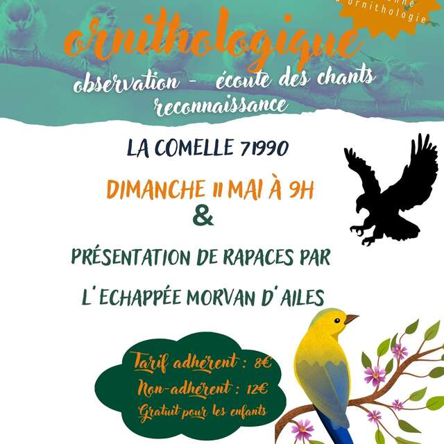 Balade ornithologique