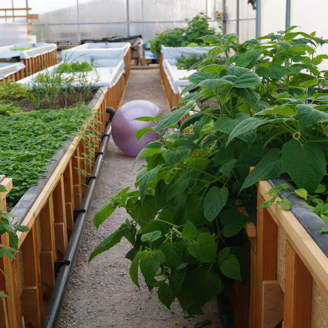 Jardin Aquaponique Dans Sa Bulle