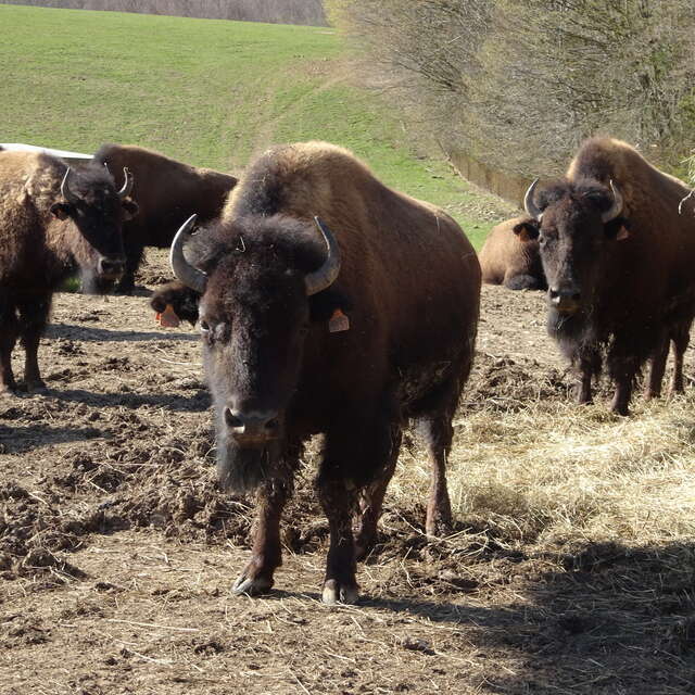 Planet'Bison - Ferme de la Marquise - produits bisons