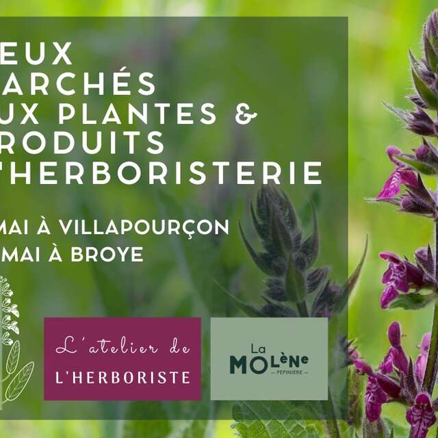 Marché aux plantes