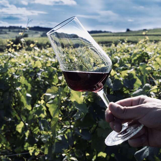 Safari tours - Dijon : Côte de Nuits