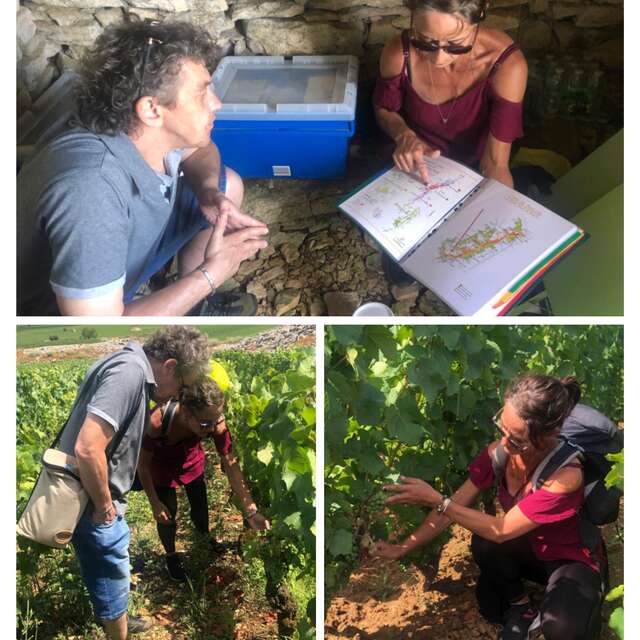 Sur les pas du vigneron - Guide