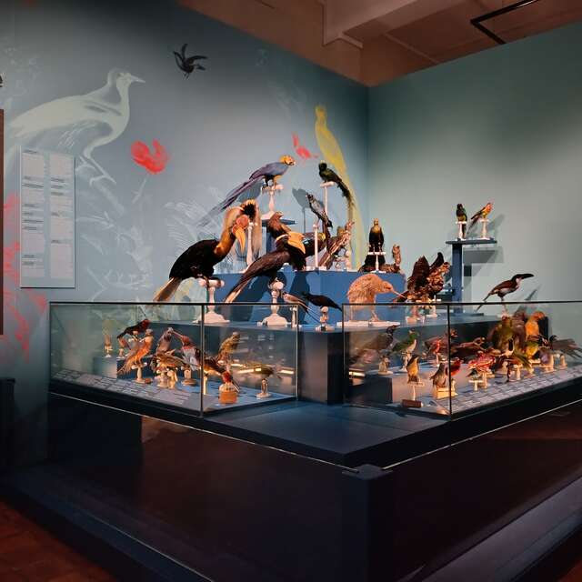 Visite guidée : Drôles d’oiseaux, lumière sur une collection exotique