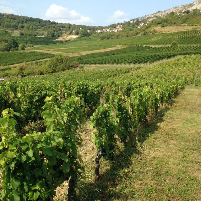 VIS ma Vigne