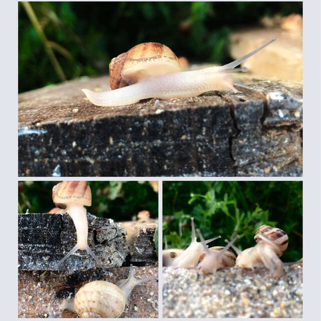 L'Escargot B.