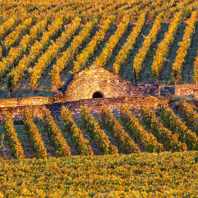 Chemins de Bourgogne - Matinée en Côte de Beaune en petit groupe