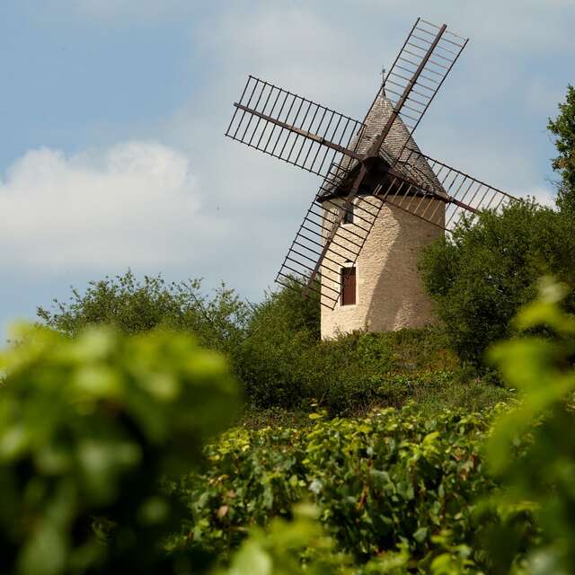 Visite - Un moulin dans les vignes
