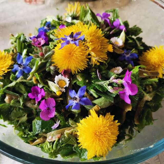 Sortie nature / salade sauvage