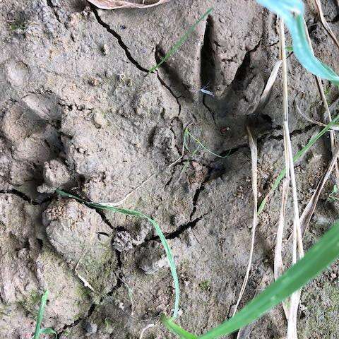A la découverte des traces et indices d'animaux