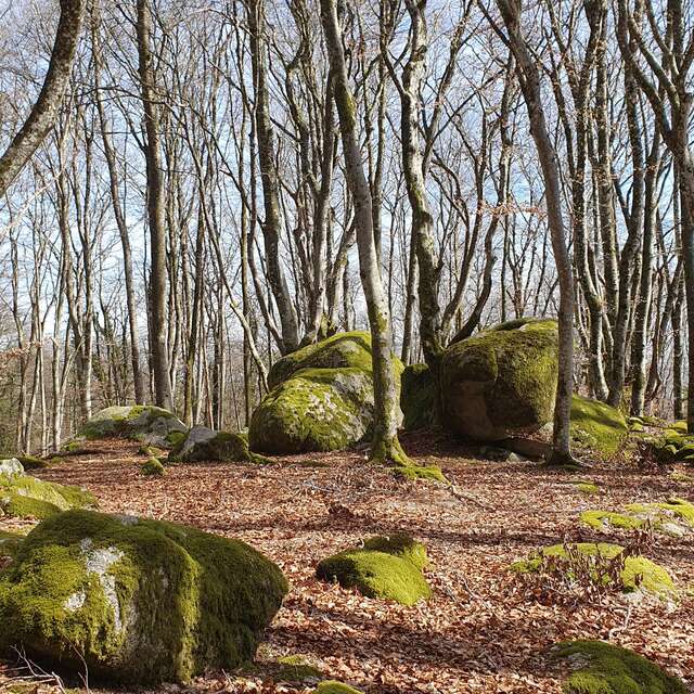 "Fais comme l'oiseau" la nuit des forêts du groupement forestier pour la sauvegarde des feuillus du Morvan