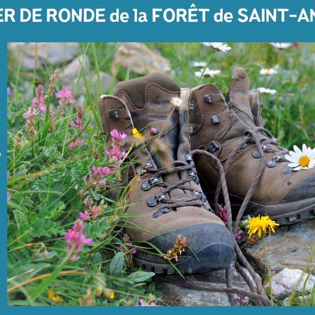 RANDONNÉE - LA RONDE DE LA FORET DOMANIALE DE