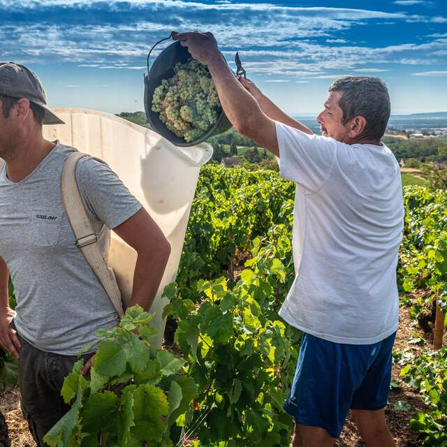 Marché des Vendanges