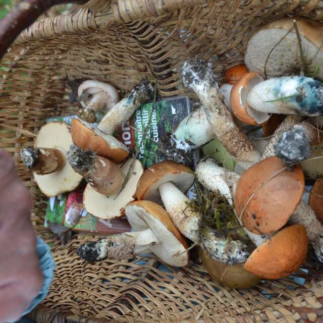 Sortie champignons : balade mycologique