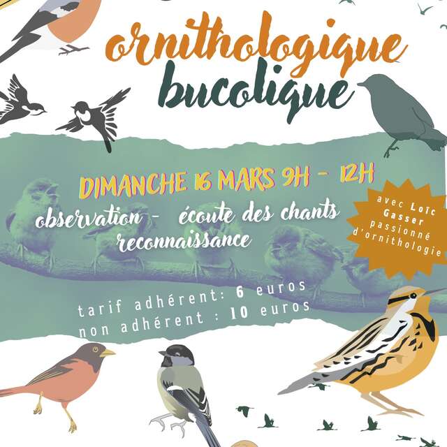 Balade ornithologique