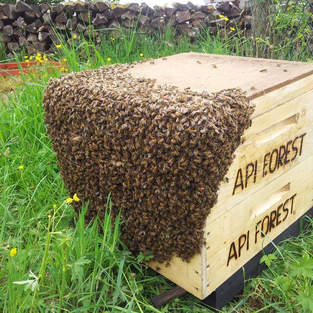 API FOREST