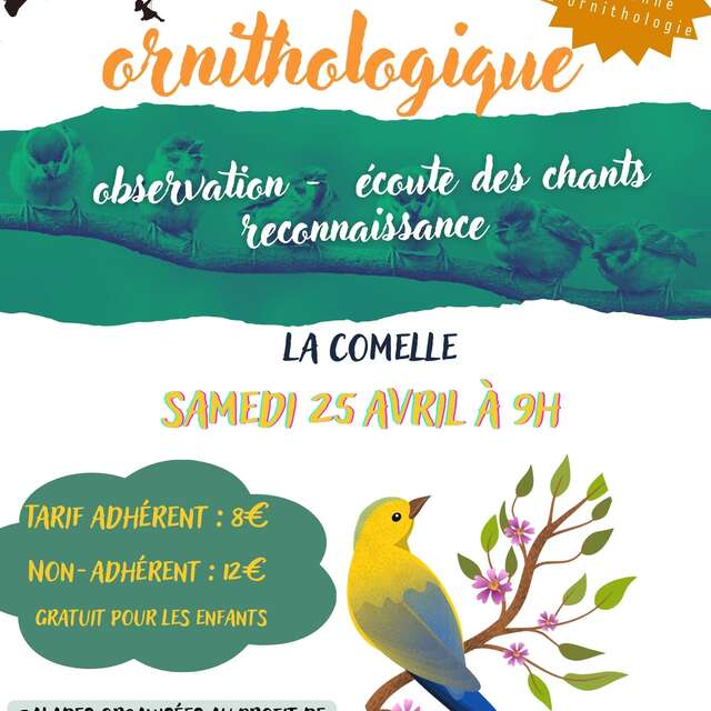 Balade ornithologique