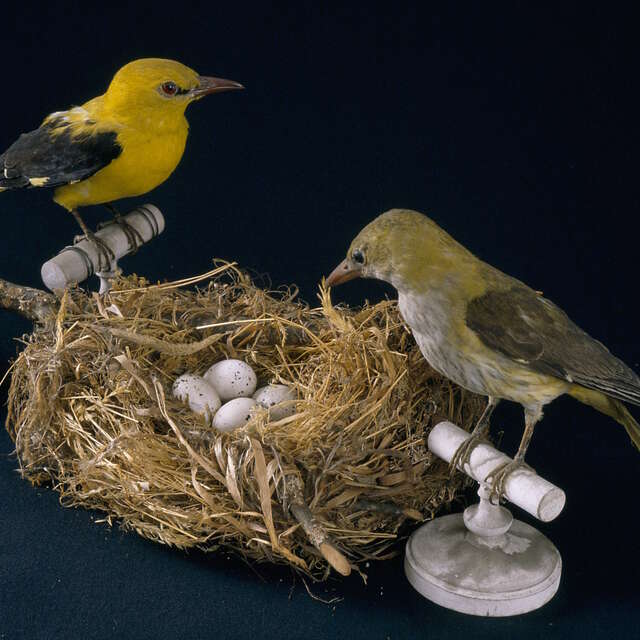 Des nids et des œufs  - Atelier pour les 7/12 ans