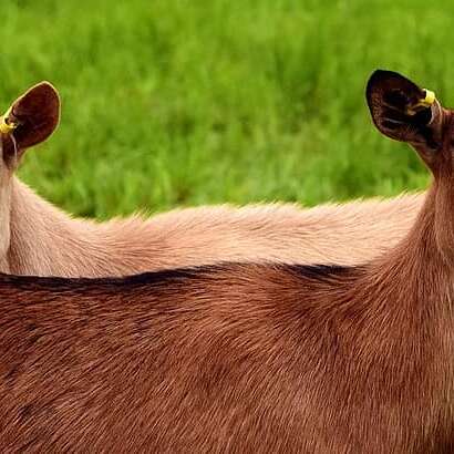 Ferme Jeallard