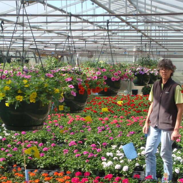 GAEC Anagallis