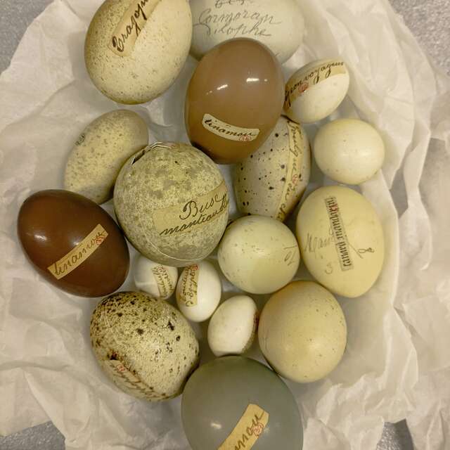 A chacun son œuf - Atelier pour les 4/6 ans