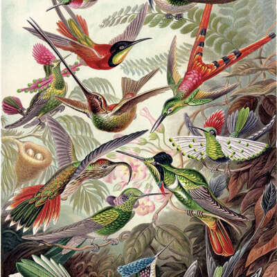 Balade autour des oiseaux