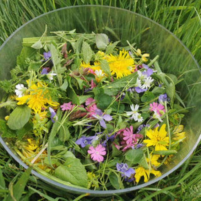 Sortie botanique plantes sauvages comestibles et médicinales