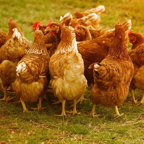 Ferme-auberge La Ludore