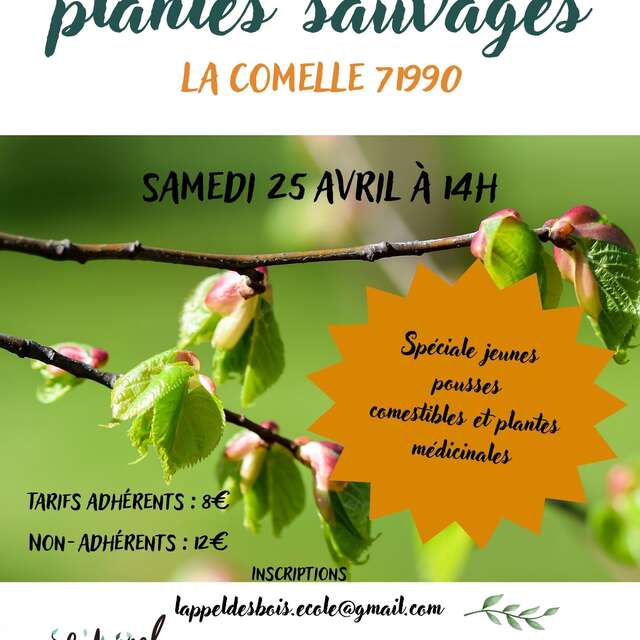 Balade reconnaissance plantes sauvages comestibles et médicinales