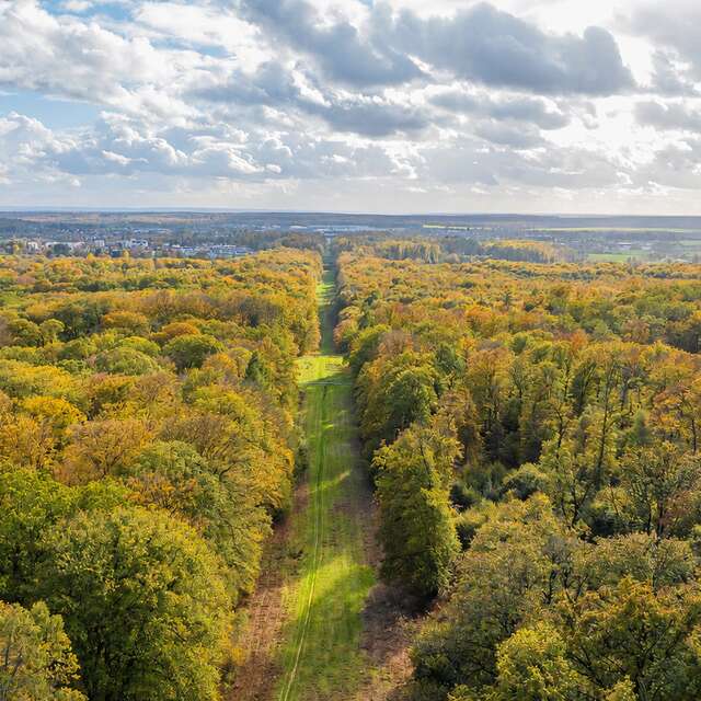 La forêt de Retz