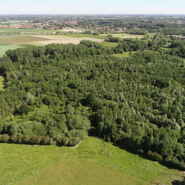 Bois d'Infière