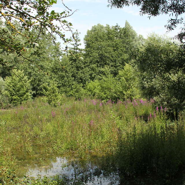 Les Marais de la Marque