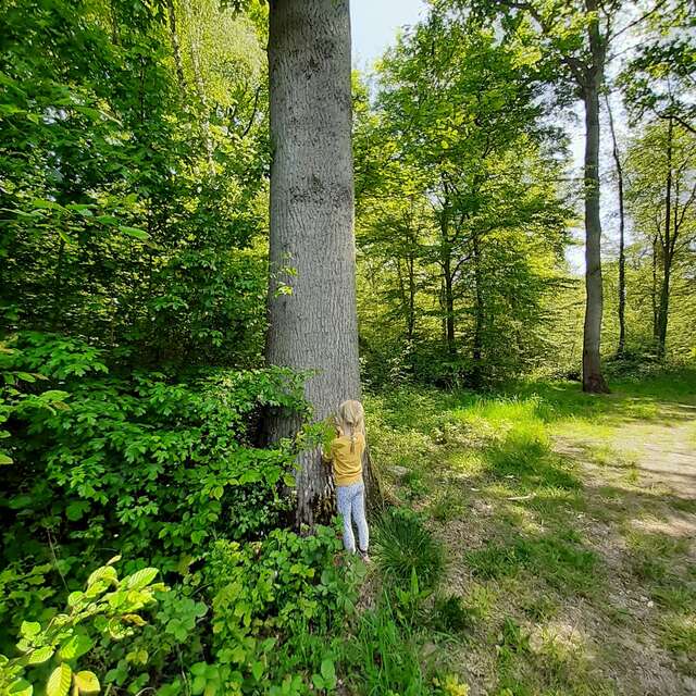 Les secrets de la forêt